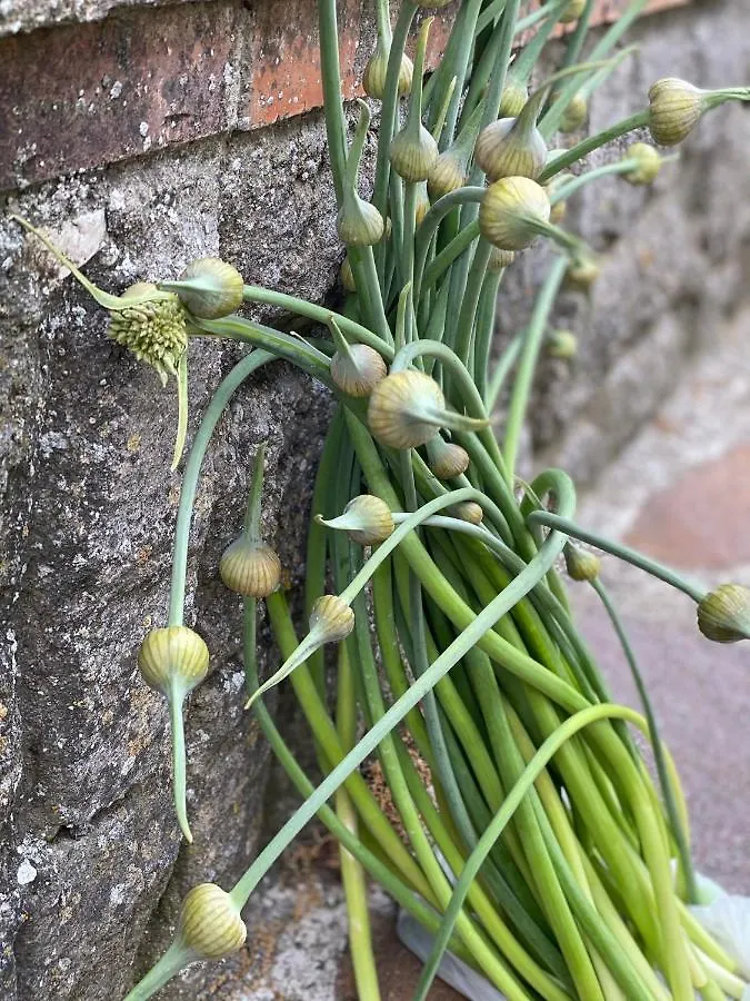 Fattoria il Pigelleto Villa Piancastagnaio Alloggio per agriturismo